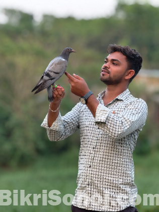 টেম কবুতর বিক্রি